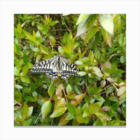 Butterfly 4 Canvas Print