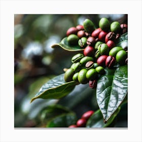 Coffee Beans On A Tree 27 Canvas Print