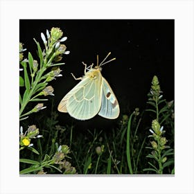 Syrphid Moth 1 Canvas Print