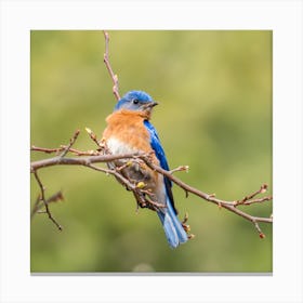 Bluebird Canvas Print