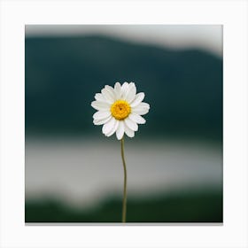 Daisy In The Field Canvas Print