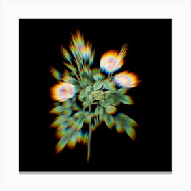 Prism Shift Rosier Pompon Botanical Illustration on Black n.0251 Canvas Print