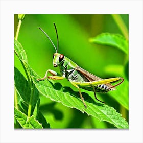 Grasshoppers Insects Jumping Green Legs Antennae Hopper Chirping Herbivores Garden Fields (4) Canvas Print