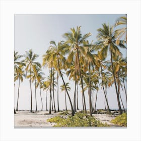 Palm Tree Forest Canvas Print