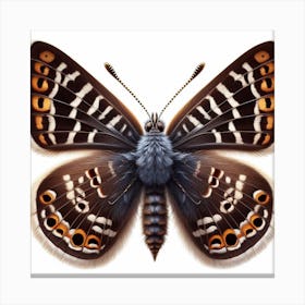 Butterfly of Scolitantides bavius Canvas Print