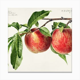 Peach Canvas Print