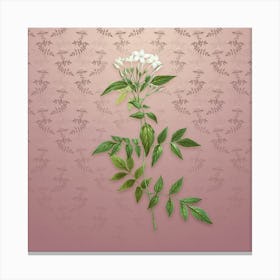 Vintage Jasmin Officinale Flower Botanical on Dusty Pink Pattern Canvas Print