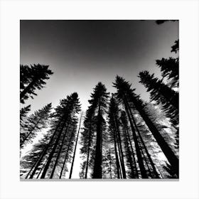 Black And White Forest 6 Canvas Print