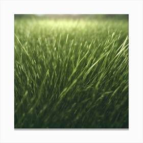 Grassy Field 2 Canvas Print