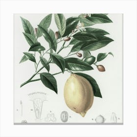 Lemon Tree Canvas Print