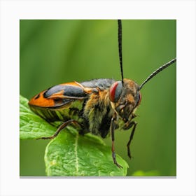 Beetle 43 Canvas Print