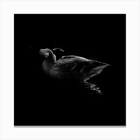 Black And White Duck With A Dropes Of Water 1 Canvas Print