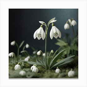 Snowdrop flower Canvas Print