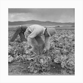 San Benito County, California, Japanese Americans Harvesting Lettuce While They Wait For Final Evacuation Canvas Print