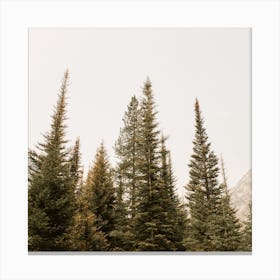 Foggy Forest Square Canvas Print