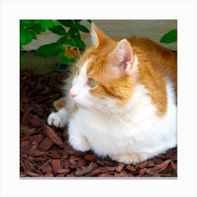 Orange Tabby Cat Canvas Print