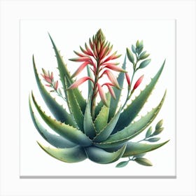 Flower of Aloe 2 Canvas Print