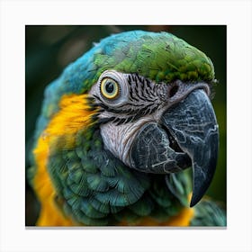Parrot 16 Canvas Print