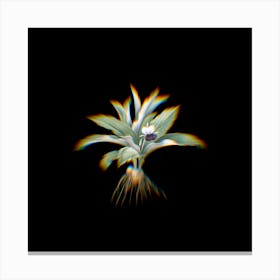 Prism Shift Kaempferia Angustifolia Botanical Illustration on Black n.0186 Canvas Print