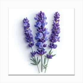 Lavender Flowers Canvas Print