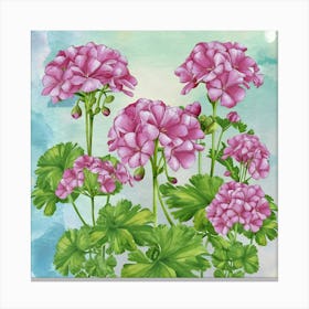 Pink Geraniums Canvas Print