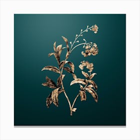 Gold Botanical Water Forget Me Not on Dark Teal n.1410 Canvas Print