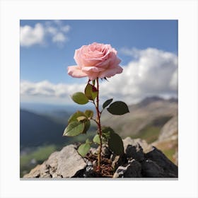 Pink Rose On A Rock Canvas Print