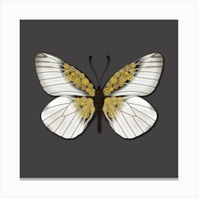 Mechanical Butterfly The Aporia Crataegi On A Grey Background Canvas Print