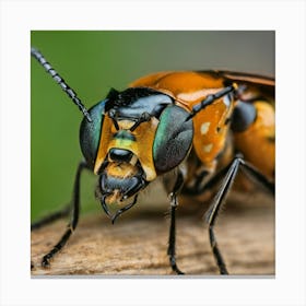 Beetle 35 Canvas Print