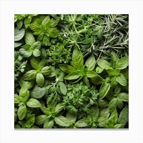 Fresh Herbs On A Table Canvas Print