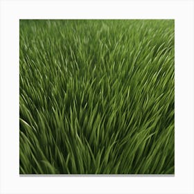 Green Grass 47 Canvas Print