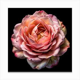 Pink Rose With Detailed Petals On Black Background Canvas Print