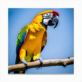 Colorful Parrot Canvas Print