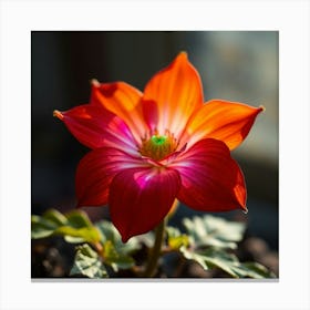 Dahlia Canvas Print