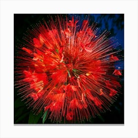 Firefly Explosion, Red, Orchids, Vibrant, Colorful, Floral, Dynamic, Dramatic, Vivid, Petals, Burst, (11) Canvas Print