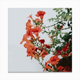 The Tiny Orange Flowers In Spain Travel Square Canvas Print