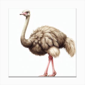 Ostrich 2 Canvas Print