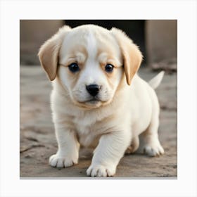 A small, fluffy puppy with light brown fur and darker eyes stands on a sandy surface, looking directly at the camera with a curious expression. Canvas Print