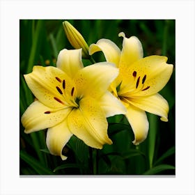 Yellow Lily Canvas Print