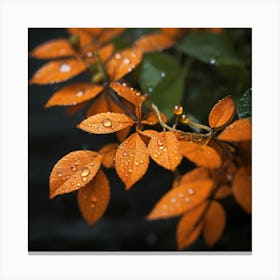 Raindrops On Orange Leaves Canvas Print