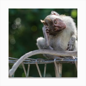 Macaque monkey at Bali Canvas Print