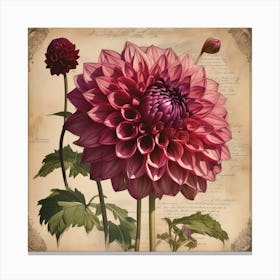 A Dahlia Floral Botanical Vintage 9 Canvas Print