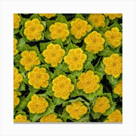 Yellow Carnations Canvas Print