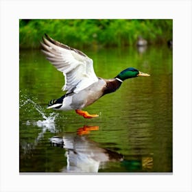 Male Anas Platyrhynchos Mallard Duck In A Vibrant Profile View Wing Extending Mid Flight Over A S (1) Canvas Print