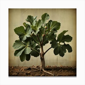 Fig Tree Art Print 1 Canvas Print