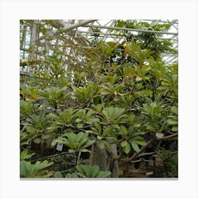 Tree In A Greenhouse Canvas Print