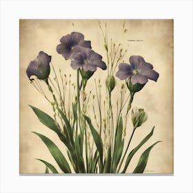 Flax3 Floral Botanical Vintage Poster Flower 2 Canvas Print