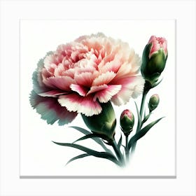 Carnation Flower Canvas Print