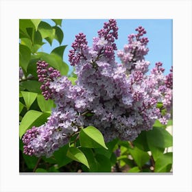 Lilas 1 Canvas Print