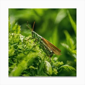 Grasshopper 50 Canvas Print